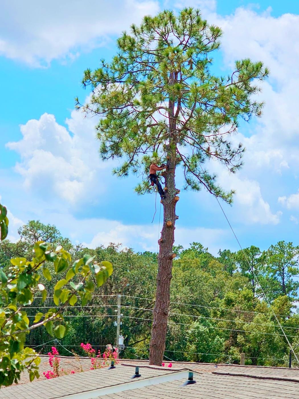 tree_care